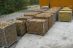 Apfelverarbeitung